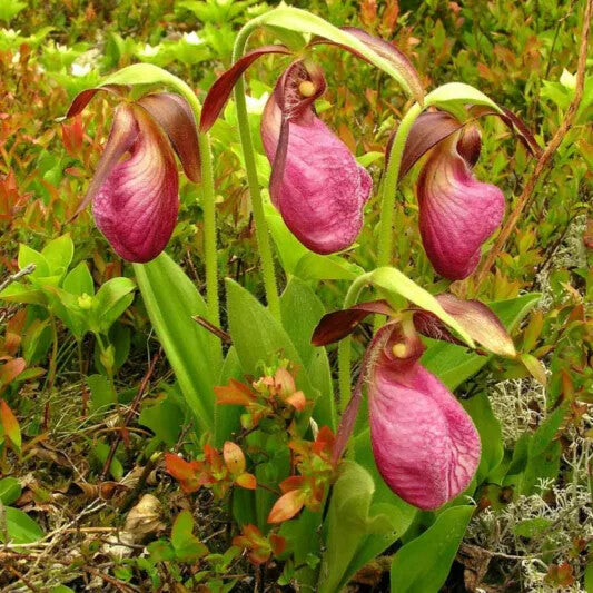 Pink Cypripedium Acaule Flower Seeds for Planting – Heirloom Non-GMO, High Germination Organic Garden Seeds