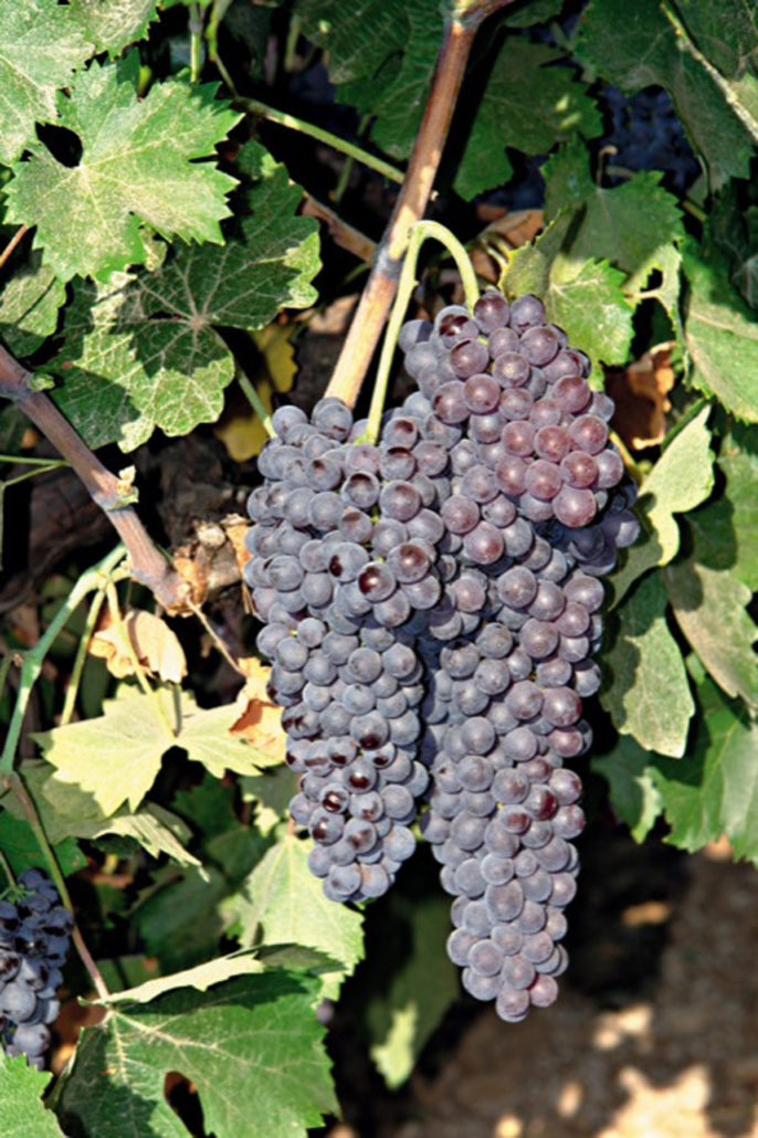 Black Corinth Grape Fruit Seeds for Planting – Heirloom, Non-GMO Sweet Tangy Garden Vine Seeds