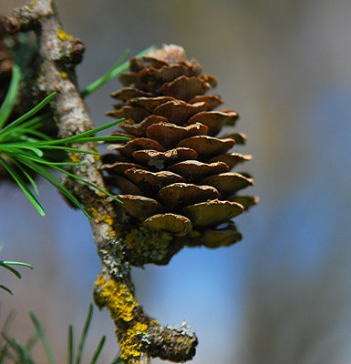 Brown Larix Decidua Herb Seeds – Heirloom, Non-GMO Garden Essential Seeds for Planting
