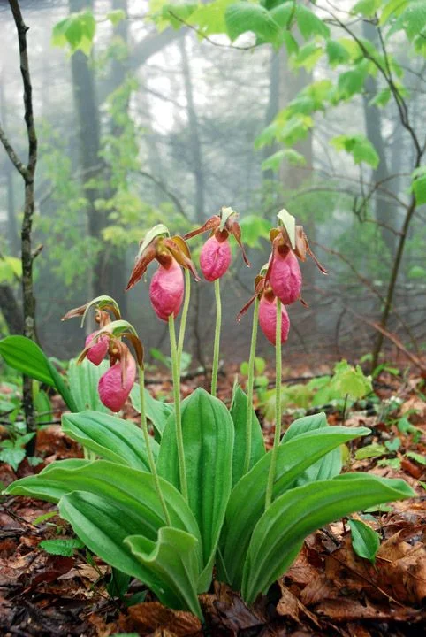 Pink Lady's Slipper Orchid Flower Seeds for Planting - Perfect for Borders, Heirloom & GMO Free Seeds for Home Garden
