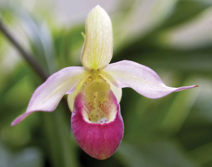Pink Lady's Slipper Orchid Flower Seeds for Planting - Perfect for Borders, Heirloom & GMO Free Seeds for Home Garden