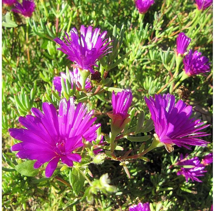 Lampranthus Roseus Flower Seeds for Planting – Heirloom Non-GMO, High Germination Organic Garden Seeds