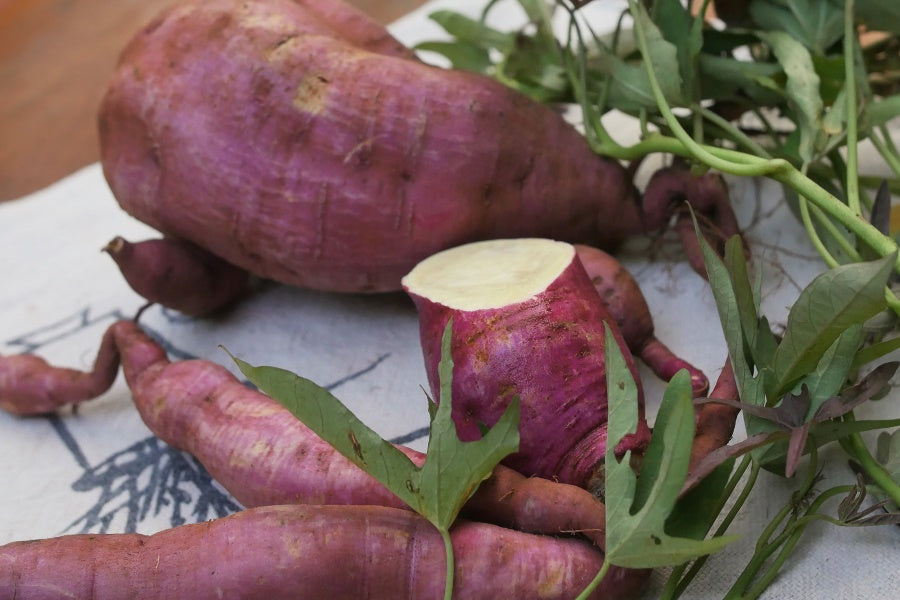 Pink Batatas Potato Seeds for Planting – Heirloom & Non-GMO Sweet and Rich Flavor Variety