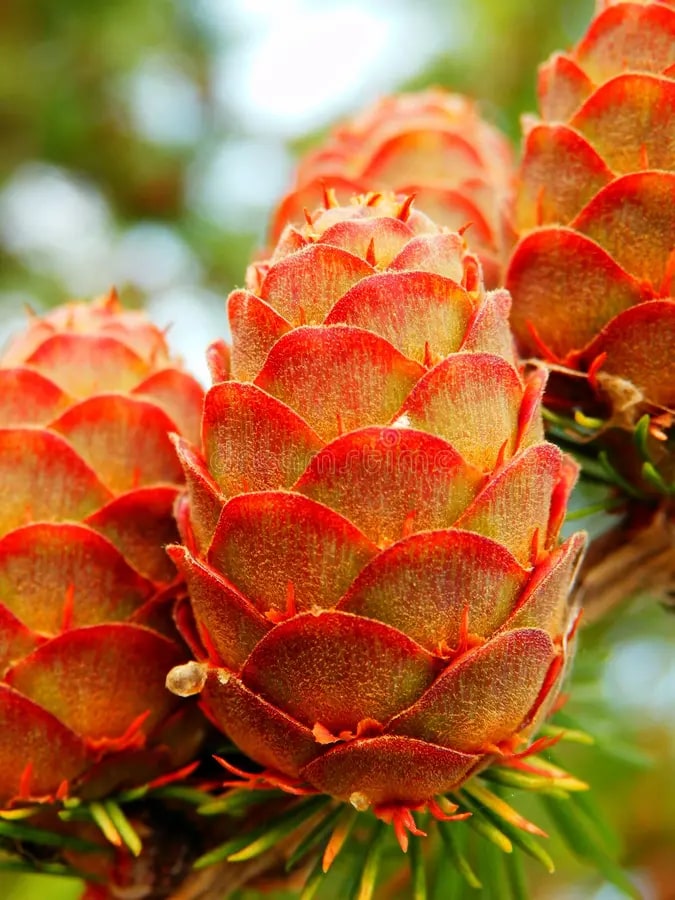 Orange Larch Flower Seeds for Planting – Premium Heirloom Non-GMO Seeds for Home Garden (High Germination)