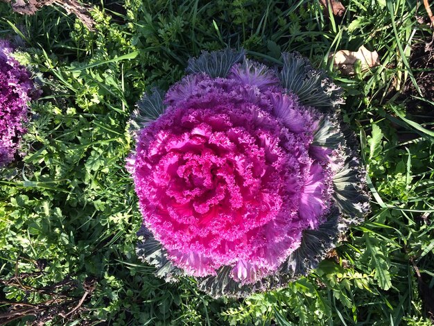 Pink Brassica Flower Seeds for Planting – Heirloom, Non-GMO, High Germination Organic Garden Seeds