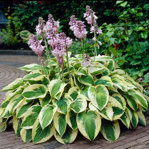 Hosta Flower Seeds for Planting – Heirloom, Non-GMO, High Germination Organic Garden Seeds