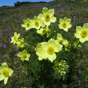Flower Seeds, Seeds,Seeds For Planting,Plant Seeds