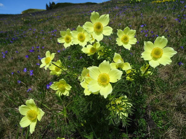 Flower Seeds, Seeds,Seeds For Planting,Plant Seeds