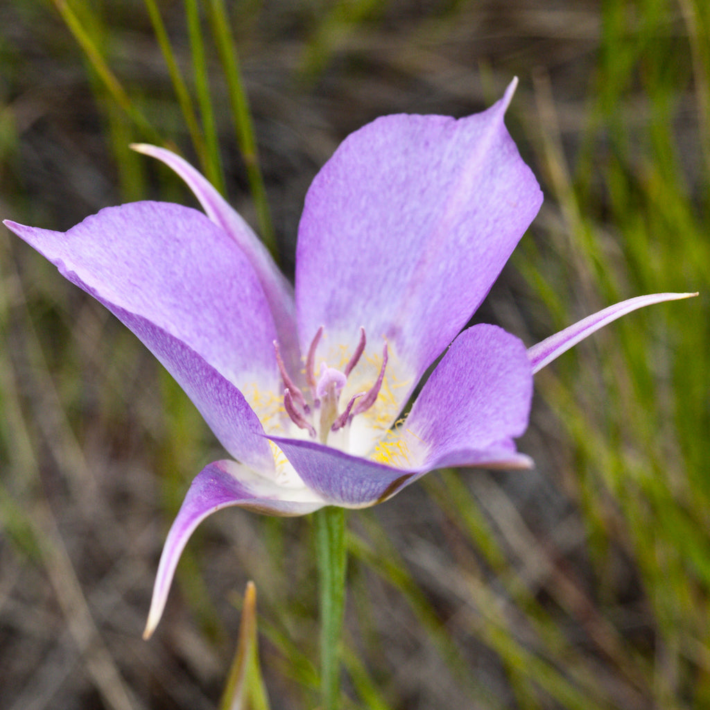 Calochortus Macrocarpus Flower Seeds for Planting – Heirloom, Non-GMO, High Germination