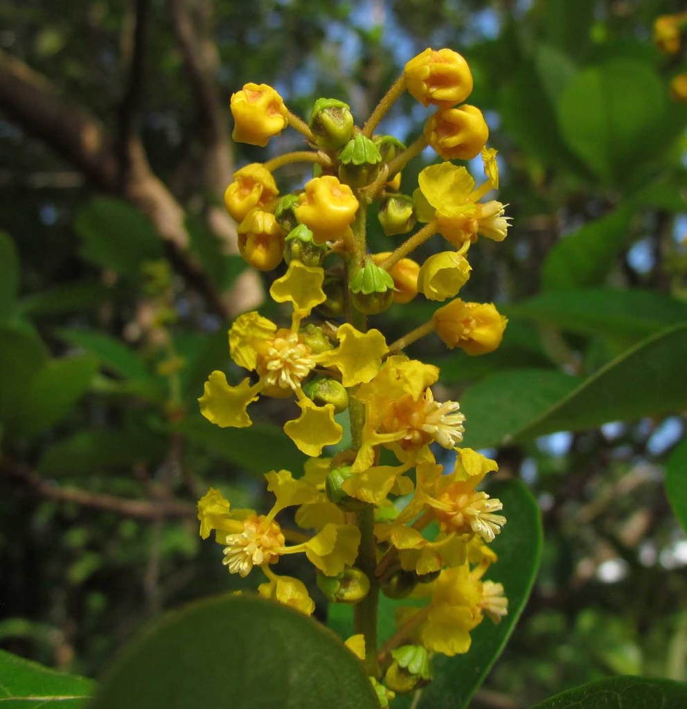 Flower Seeds, Seeds,Seeds For Planting,Plant Seeds