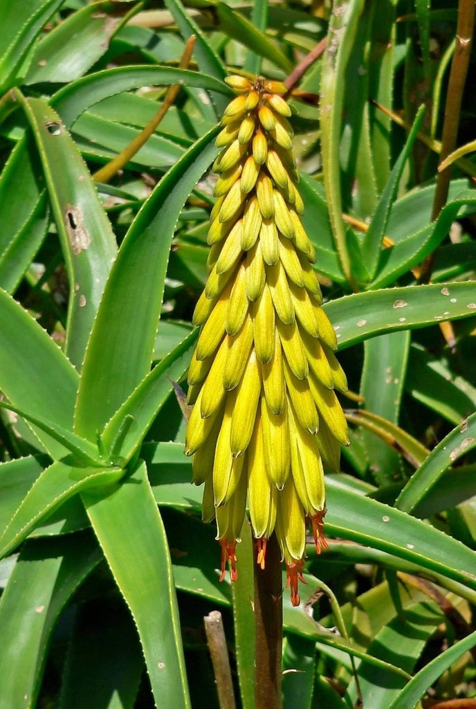 Yellow Green Aloe Flower Seeds for Planting – Shade Tolerant Heirloom Non-GMO Seeds for Home Garden