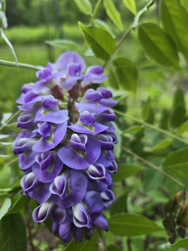 American Wisteria (Wisteria frutescens) Flower Seeds for Planting – Heirloom, Non-GMO, Borders Garden