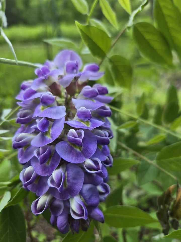 American Wisteria (Wisteria frutescens) Flower Seeds for Planting – Heirloom, Non-GMO, Borders Garden