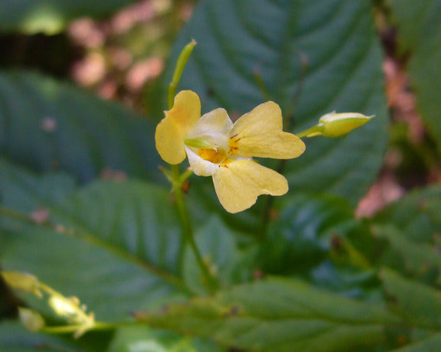Yellow Balsam Flower Seeds – Hardy Variety, Heirloom & Non-GMO Seeds for Home Garden
