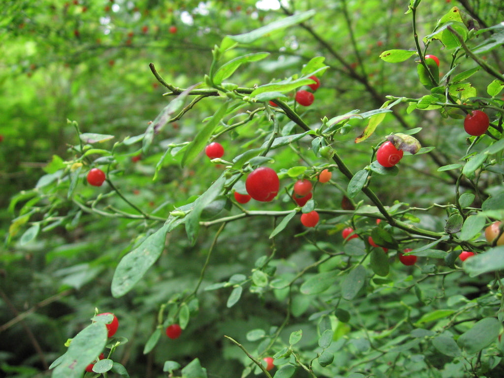Red Huckleberry fruit seeds for planting – Heirloom & Non-GMO Garden seeds