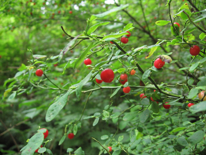 Red Huckleberry fruit seeds for planting – Heirloom & Non-GMO Garden seeds