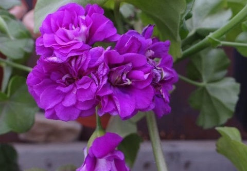 Violet Univalve Geranium Flower Seeds for Planting – Heirloom, Non-GMO, High Germination, Border Garden