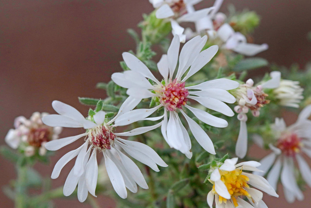 White Prairie Aster Flower Seeds for Planting – Heirloom Non-GMO, High Germination Organic Garden Seeds