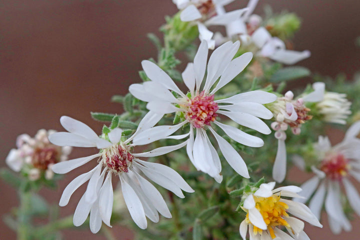 White Prairie Aster Flower Seeds for Planting – Heirloom Non-GMO, High Germination Organic Garden Seeds