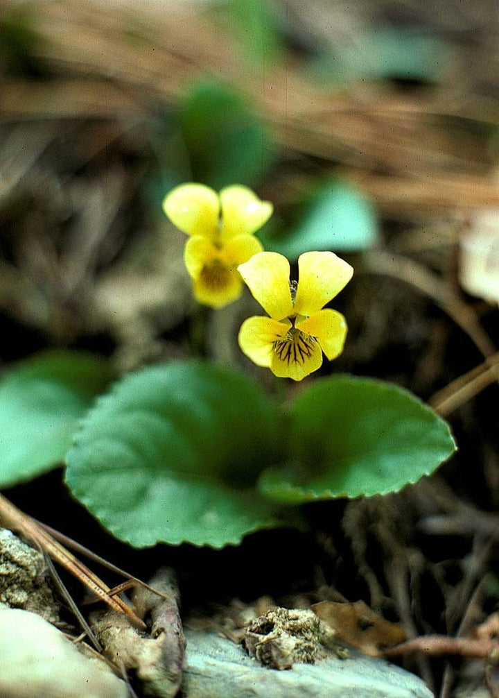 Yellow Rotundifolia Flower Seeds for Planting | Heirloom, Non-GMO, High Germination Organic Garden Seeds for Ground Cover Blooms