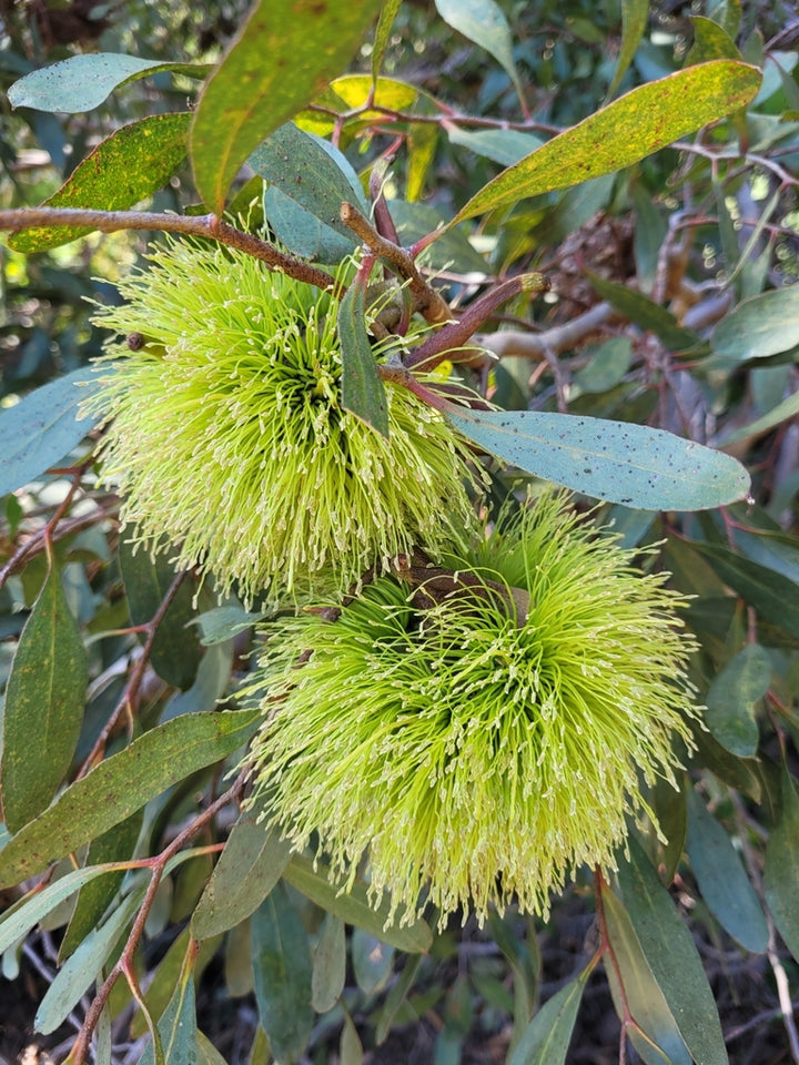 Eucalyptus Lehmannii Flower Seeds for Planting – Heirloom Non-GMO, High Germination Organic Garden Seeds