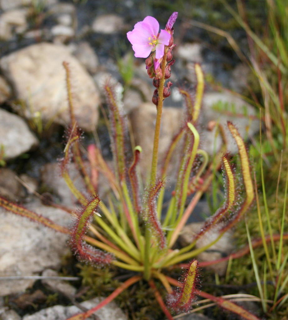 Pink Sundew Flower Seeds for Planting 100 pcs - Heirloom, Non-GMO, High Germination Organic Garden Seeds