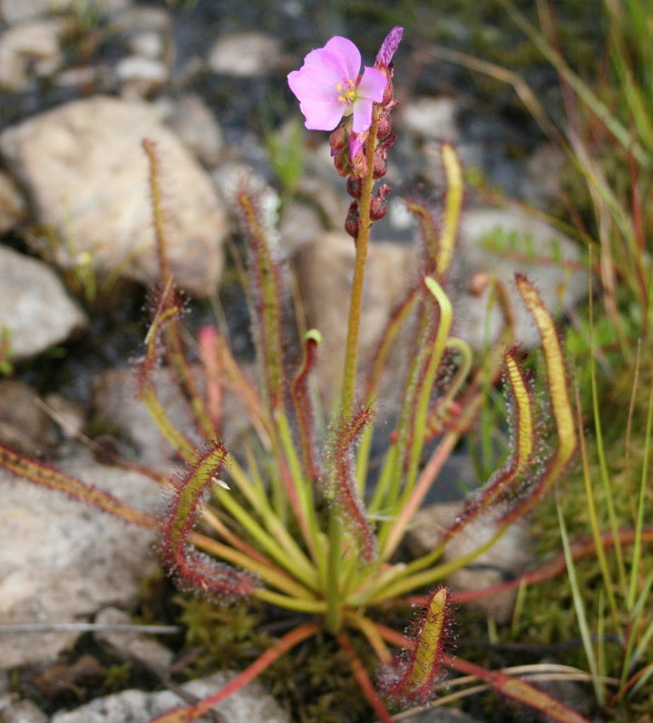Pink Sundew Flower Seeds for Planting 100 pcs - Heirloom, Non-GMO, High Germination Organic Garden Seeds