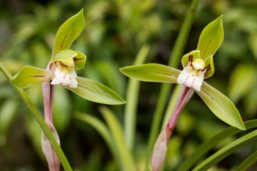 Pale Green Cymbidium Maxillaria Goeringii Seeds for Planting – Heirloom, Non-GMO, Pollinator Friendly, High Germination