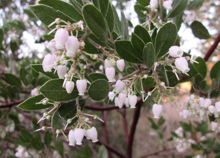 Whiteleaf Manzanita Flower Seeds for Planting – Heirloom, Non-GMO, Low Maintenance Organic Garden Seeds