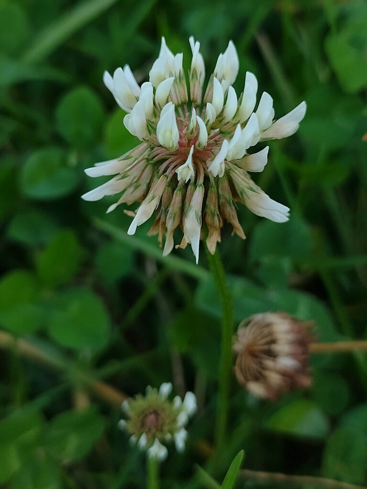 New Zealand Clover Flower Seeds for Planting – Heirloom, Non-GMO, High Germination Organic Garden Seeds
