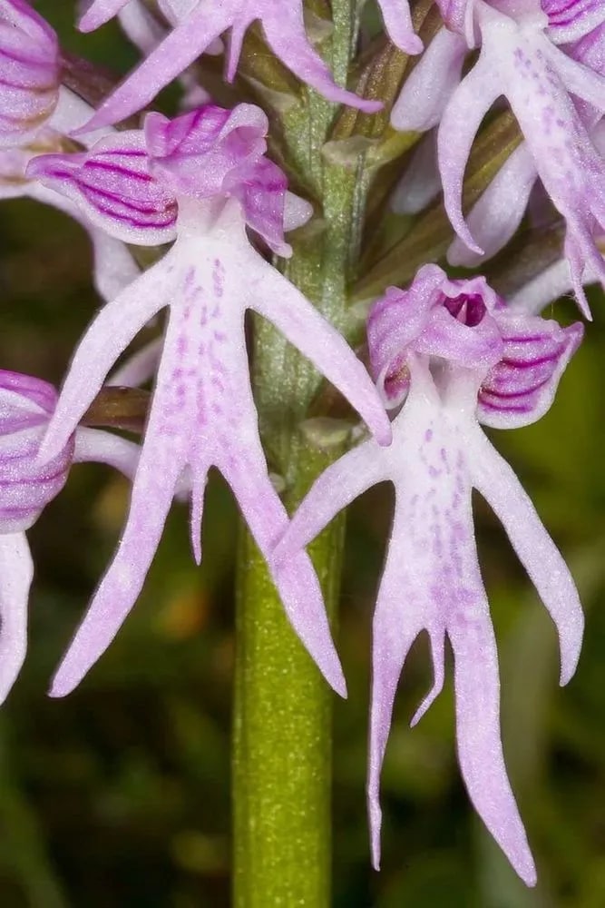 Purple Naked Man Orchid Flower Seeds for Planting – Heirloom, Non-GMO, Organic Garden Seeds