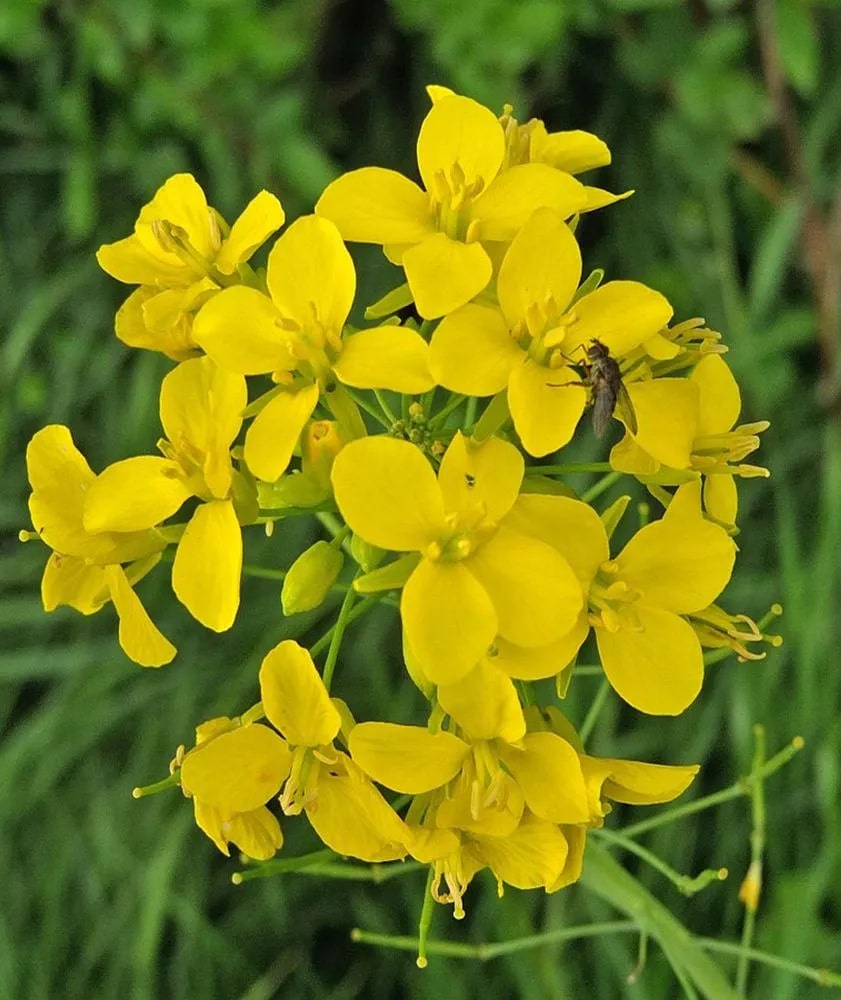 Yellow Edible Rape Flower Seeds for Planting – Heirloom Non-GMO, High Germination Organic Garden Seeds