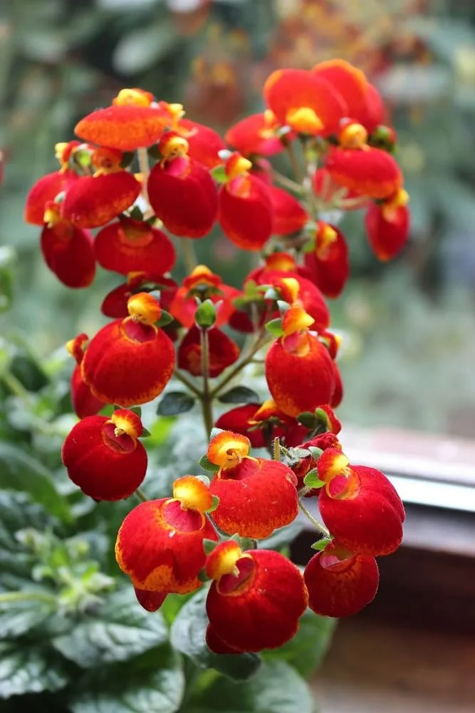 Calceolaria Flower Seeds for Planting Red – Hardy Variety, Heirloom, Non-GMO, High Germination Organic Garden Seeds