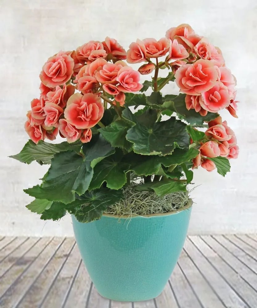 Rose Rieger Begonia Flower seeds for Planting - Pollinator Friendly, Heirloom & GMO Free Seeds for Home Garden