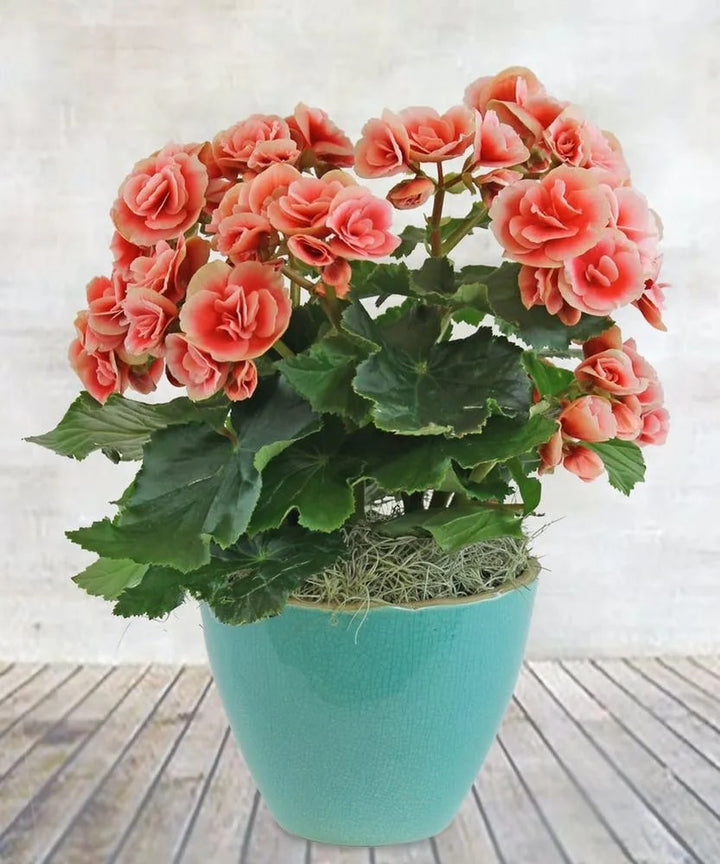 Rose Rieger Begonia Flower seeds for Planting - Pollinator Friendly, Heirloom & GMO Free Seeds for Home Garden