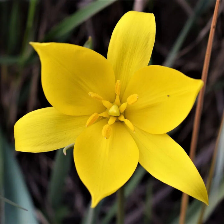 Tulipa Sylvestris Flower Seeds for Planting – Heirloom Non-GMO, High Germination Organic Garden Seeds