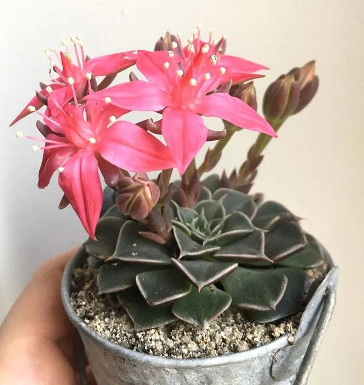 Graptopetalum Bellum Flower Seeds for Planting – Heirloom Non-GMO, High Germination Organic Garden Seeds