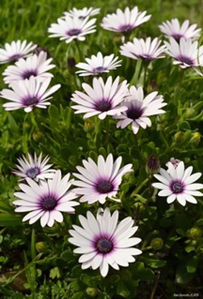 Shrubby Daisy Bush Flower Seeds for Planting – Wildflower Mix, Heirloom Non-GMO, High Germination Seeds