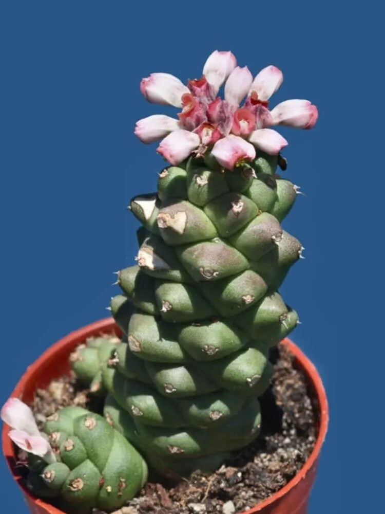 Monadenium Flower Seeds for Planting – Heirloom Non-GMO, High Germination Organic Garden Seeds