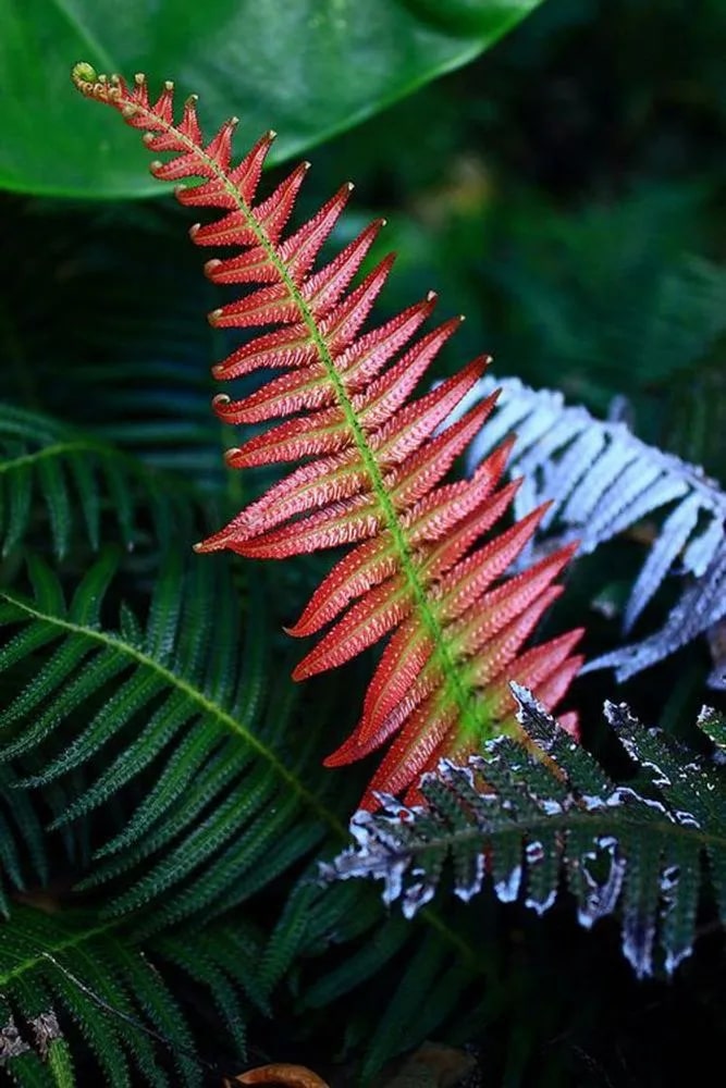 Red Green Fern Seeds for Planting – Sun Loving, Heirloom, Non-GMO, High Germination Organic Garden Seeds
