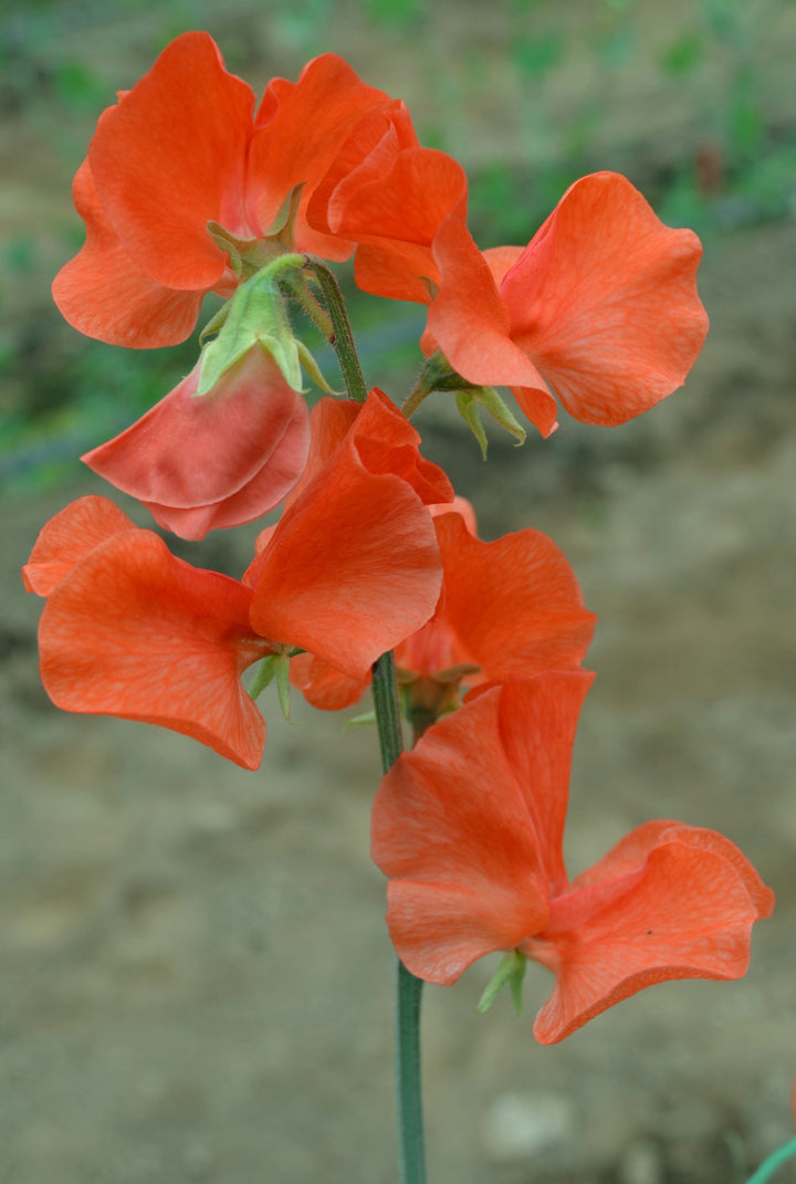 Orange Sweet Pea Flower Seeds for Planting – Colorful Display, Heirloom, Non-GMO for Home Garden