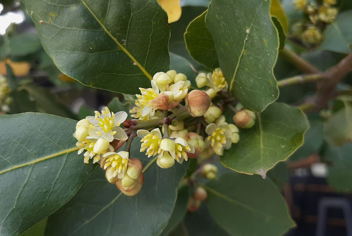 Laurus Nobilis Flower Seeds for Planting – Heirloom Non-GMO, High Germination Organic Garden Seeds