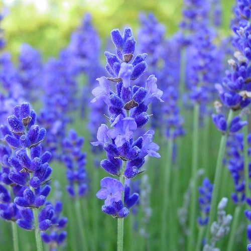 Blue Lavender Flower Seeds for Planting – Heirloom, Non-GMO, Bright Blooms, High Germination