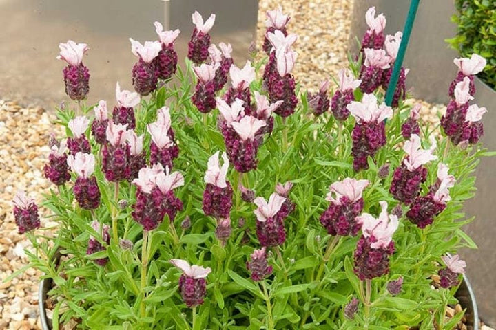 Red Lavender Flower seeds for Planting – Heirloom Non-GMO Seeds for Planting with High Germination