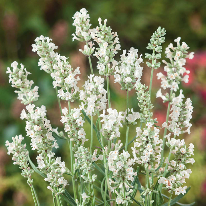 White Lavender Ellagance Flower Seeds for Planting | Heirloom Non-GMO High Germination Seeds