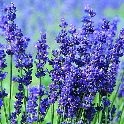 Thick Blue Lavender Flower Seeds for Planting – Heirloom, Non-GMO, High Germination Organic Garden Seeds