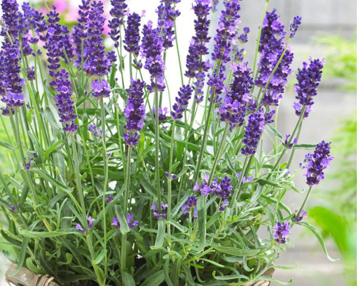 Lavender Herb Seeds for Planting – Heirloom, Non-GMO, Organic Garden Seeds with High Germination