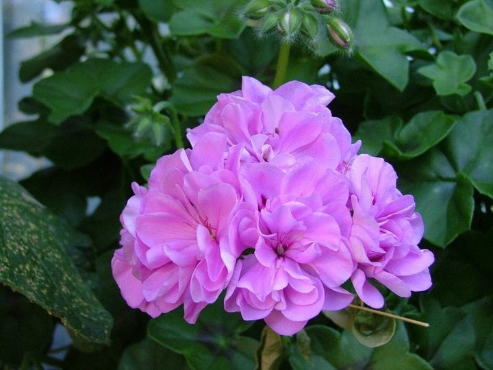 Purple Univalve Geranium Flower Seeds for Planting – Long Bloom, Heirloom & Non-GMO Home Garden Seeds