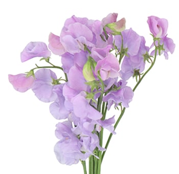 Lavender Sweet Pea Flower Seeds for Planting – Heirloom, Non-GMO, Wildflower Mix Organic Garden Seeds