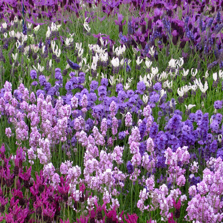 Mixed Lavender Flower Seeds for Planting – Heirloom, Non-GMO, Colorful Display, High Germination